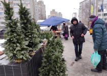 Покарають продавця і покупця: які штрафи за незаконну вирубку та купівлю ялинок?