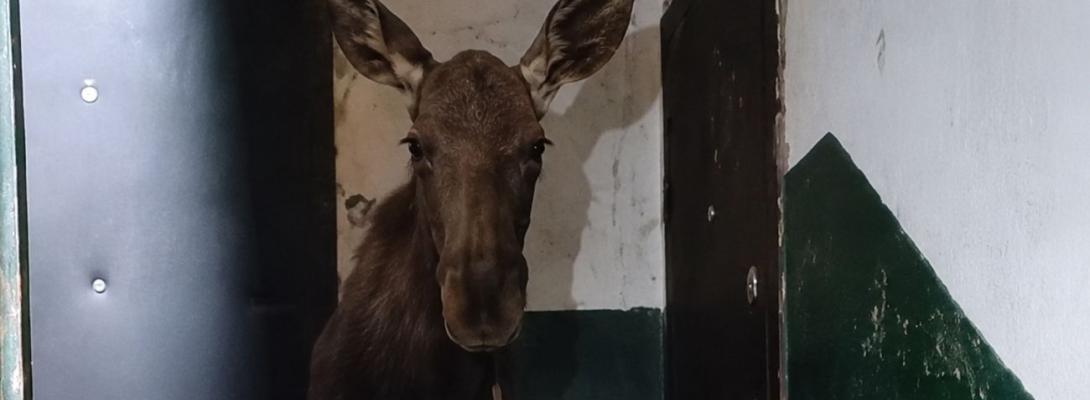 У Києві дикий лось "заховався" у під’їзді багатоповерхівки: що показало відео з місця події