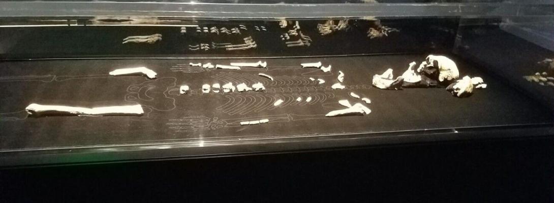 Таємниця Homo naledi: відкриття кардинально змінює уявлення про предків людини