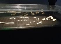 Тайна Homo naledi: открытие кардинально меняет представление о предках человека