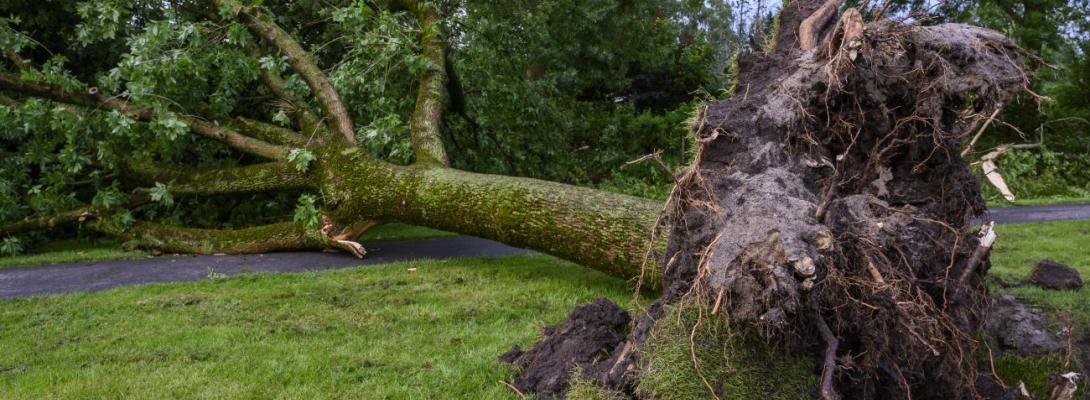 У Києві та області оголосили штормове попередження