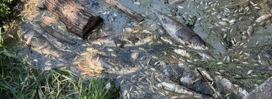 Вода из водоемов Борщаговки: что показали первые анализы после гибели трех тонн рыбы