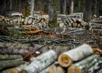Дерево в цифрі: яким був 2024 рік у лісовій галузі та що чекає на нас у майбутньому