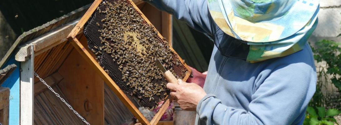 В Україні запускають систему "Є-Бджільництво": що зміниться для пасічників і аграріїв