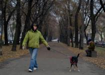 Від штрафу до в’язниці: за що можуть покарати власників собак в Україні у 2025 році