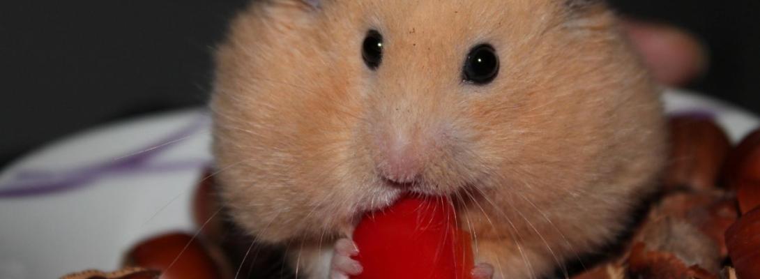 Ці продукти небезпечні для хом’яків: ви точно давали бодай один, не знаючи про ризики