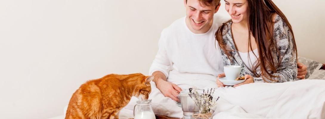 Ця звичка у кота під час їжі небезпечна: ветеринар пояснила, коли варто хвилюватися