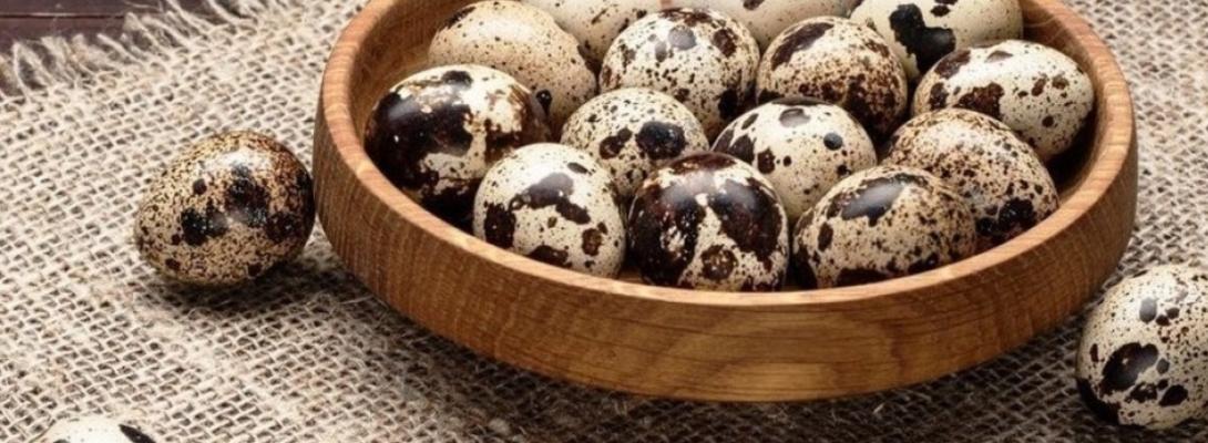 Перепелині яйця: скільки можна їсти без шкоди для здоров’я та як правильно готувати