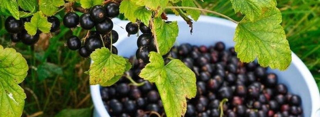 Садівники порадили легкий спосіб для щедрого врожаю соковитих ягід смородини