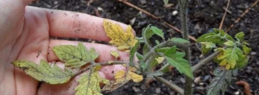 Чому жовтіє листя на помідорах: причини, профілактика та методи порятунку врожаю