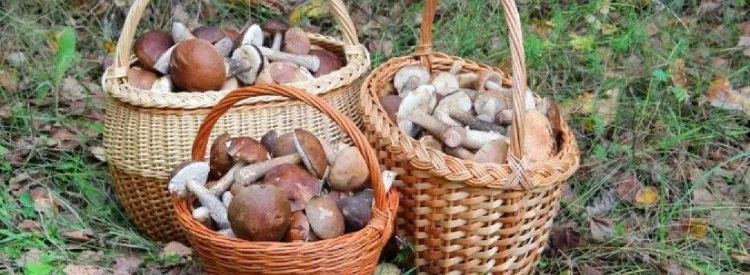 Вчені назвали український гриб, який лікує рак: ефективність підтверджено 