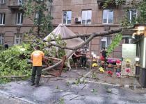 Одесу накрила негода з штормовим вітром: повалено десятки дерев, пошкоджені авто