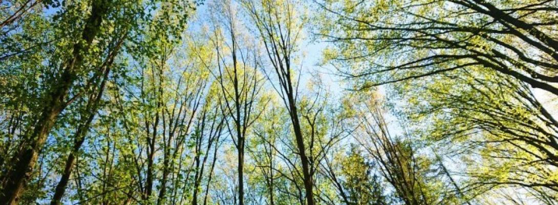 Природа як ліки! 15 хвилин на свіжому повітрі: ефективний спосіб зменшити тривожність