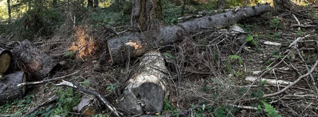 Вирубували ліси у заповіднику: на Закарпатті судитимуть керівника лісництва