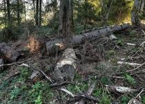 Вирубували ліси у заповіднику: на Закарпатті судитимуть керівника лісництва