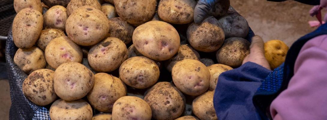 Рак картоплі загрожує врожаю: як розпізнати небезпечну хворобу й уникнути втрат