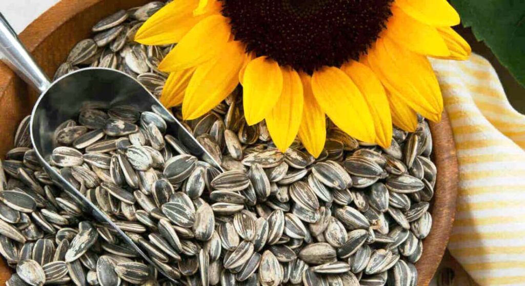 Чому соняшникове насіння може бути небезпечним: що варто знати про улюблений перекус