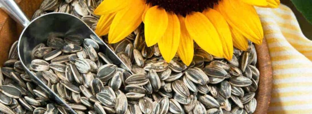 Чому соняшникове насіння може бути небезпечним: що варто знати про улюблений перекус