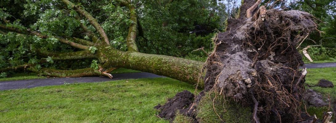Знеструмлення, повалені дерева та затоплені вулиці: все про наслідки негоди в Україні