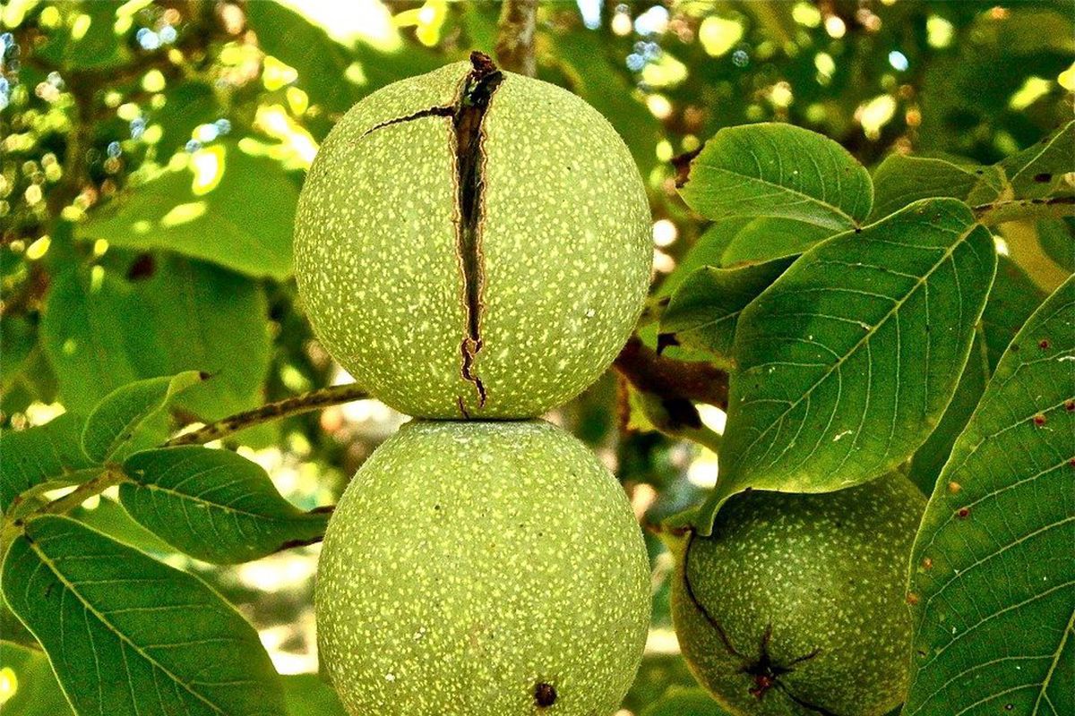 Науковці пояснили, чому волоський горіх потрібно обов'язково включити в раціон