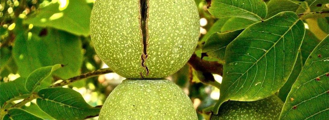 Науковці пояснили, чому волоський горіх потрібно обов'язково включити в раціон