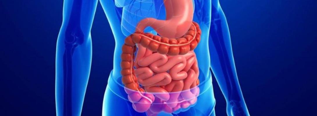 4 способи омолодити кишечник: як зберегти мікробіом здоровим і продовжити життя