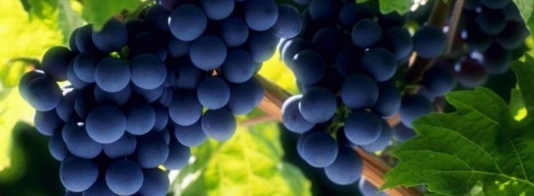 Знайдено ягоду, яка сприяє довголіттю та зниженню ризику смертельно небезпечних хвороб