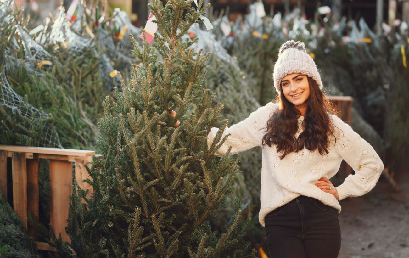 Скільки коштуватимуть новорічні ялинки в Києві у 2025 році: КМДА назвала ціни