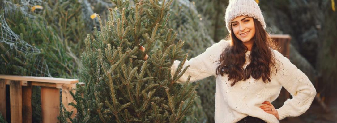 Скільки коштуватимуть новорічні ялинки в Києві у 2025 році: КМДА назвала ціни