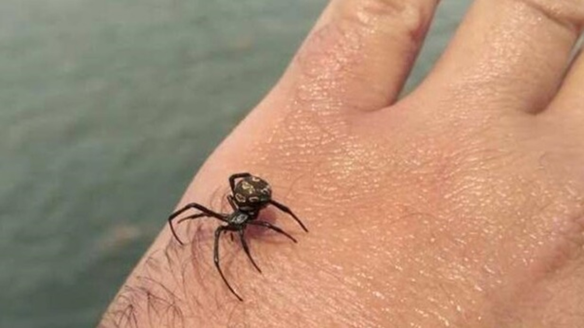 Вкусив павук: небезпечні симптоми та коли треба терміново звертатися до лікаря