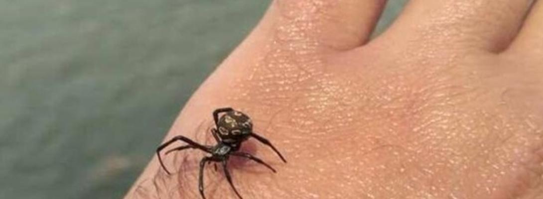 Вкусив павук: небезпечні симптоми та коли треба терміново звертатися до лікаря