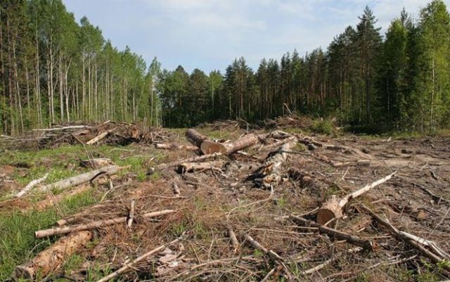 Мафія захопила державні ліси! ДБР викрило екс-очільника ДСНС у багатомільйонній афері