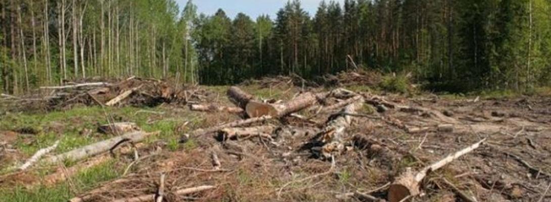 Мафія захопила державні ліси! ДБР викрило екс-очільника ДСНС у багатомільйонній афері