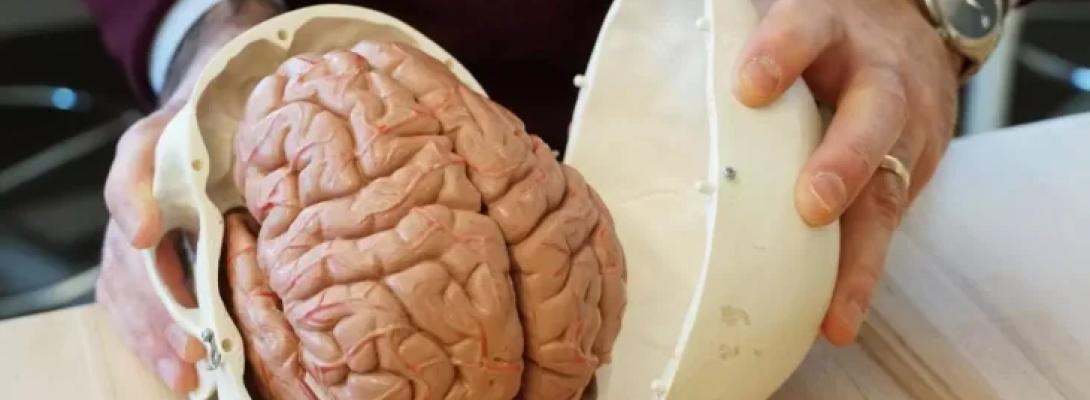 Вчені назвали простий спосіб зберегти мозок після 30 років: це варто робити кожному