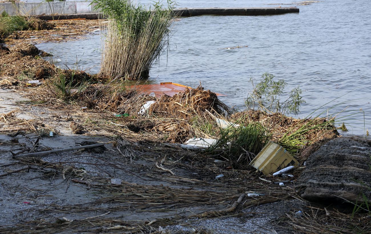 На пляжах Одеси помітили плями, схожі на нафтові, та знаходять загиблих птахів