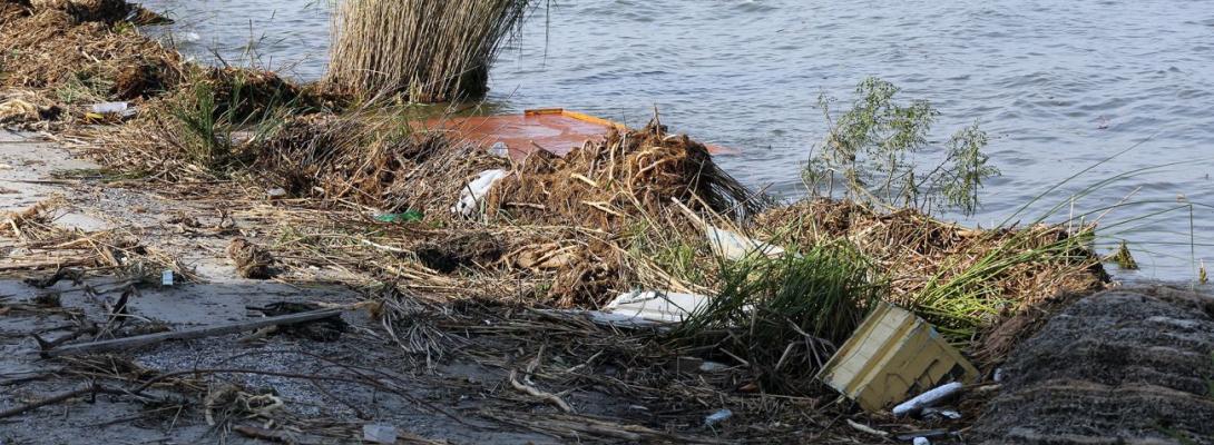 На пляжах Одеси помітили плями, схожі на нафтові, та знаходять загиблих птахів