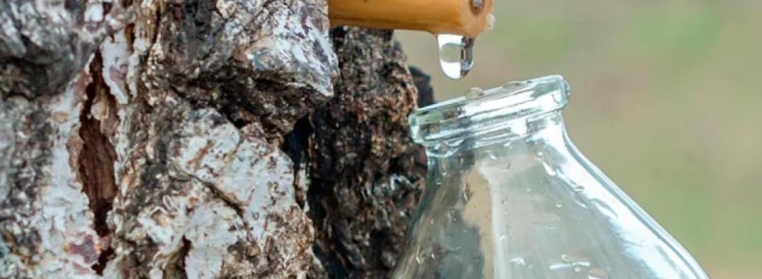 Більше ніж смачний напій: як березовий сік впливає на організм і чому його варто вживати