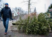 Куди подіти ялинку після свят? У Києві з 2 січня працюватимуть 72 пункти прийому